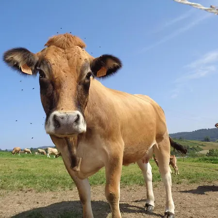 à La Ferme Avec Terrasse Et Animaux Admis - Fr-1-496-235